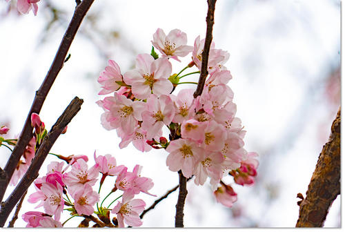 0401sakura01.jpg