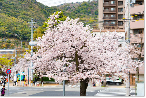 0403sakura08.jpg