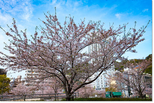 sakura0408-2.jpg