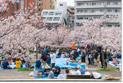 0409Hanami01.jpg