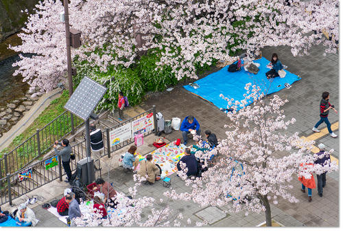 0409Hanami08.jpg