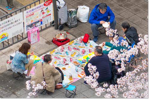 0409Hanami09.jpg