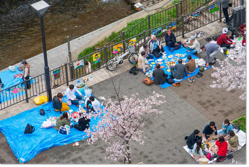 0409Hanami10.jpg