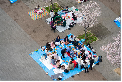 0409Hanami14.jpg