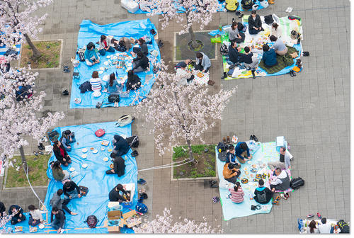 0409Hanami24.jpg