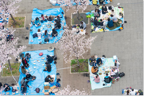 0409Hanami24.jpg