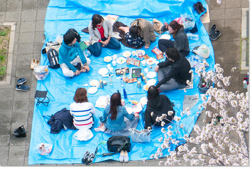 0409Hanami25.jpg