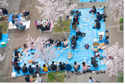 0409Hanami33.jpg