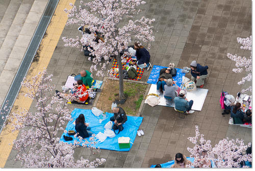 0409Hanami34.jpg