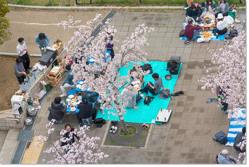 0409Hanami35.jpg