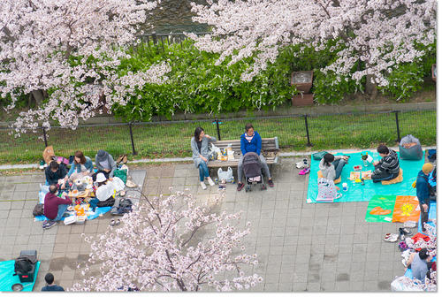 0409Hanami36.jpg