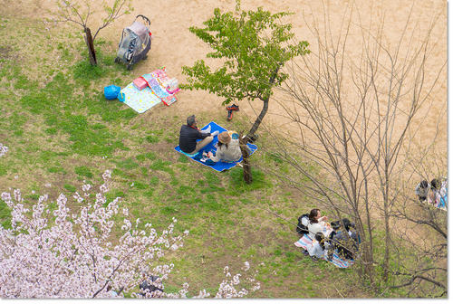 0409Hanami37.jpg