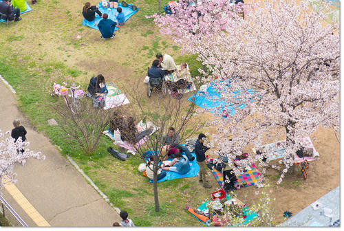 0409Hanami39.jpg