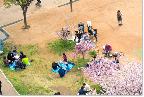 0409Hanami40.jpg