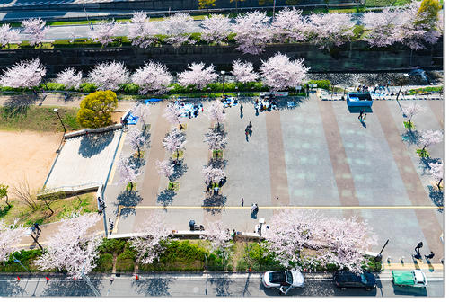 0413sakura02.jpg