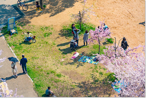 0413sakura06.jpg