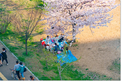 0413sakura09.jpg