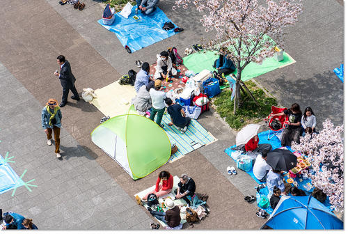 0401hanami09.jpg