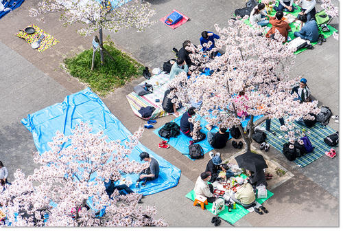 0401hanami10.jpg