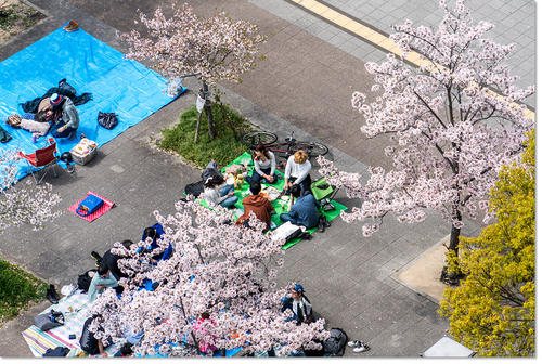 0401hanami11.jpg