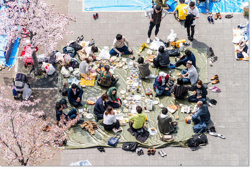 0401hanami17.jpg