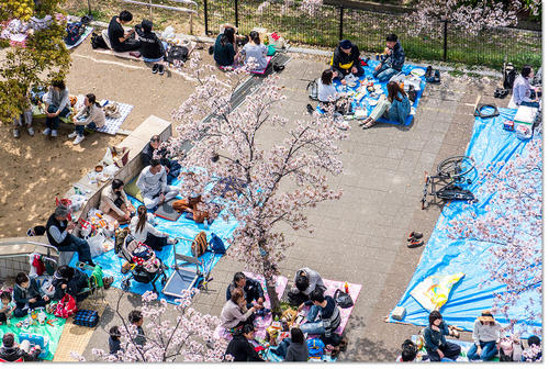 0401hanami22.jpg