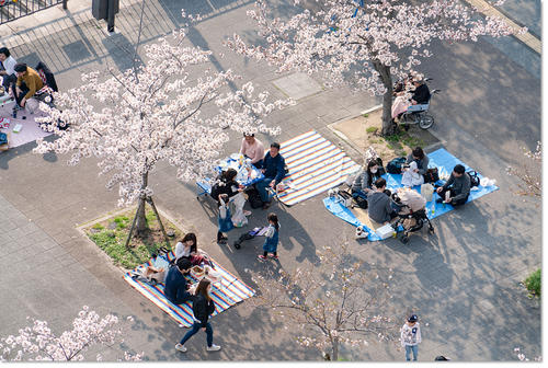 hanami05.jpg