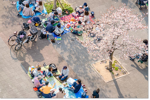 hanami07.jpg