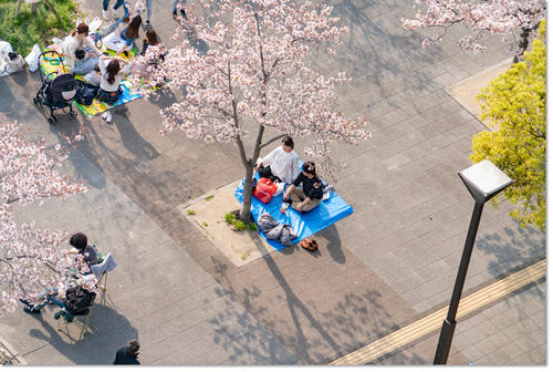 hanami08.jpg