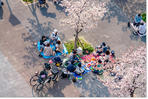 hanami10.jpg