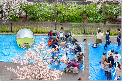 hanami13.jpg