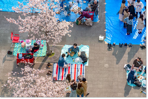 hanami14.jpg