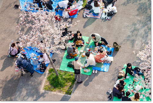 hanami20.jpg