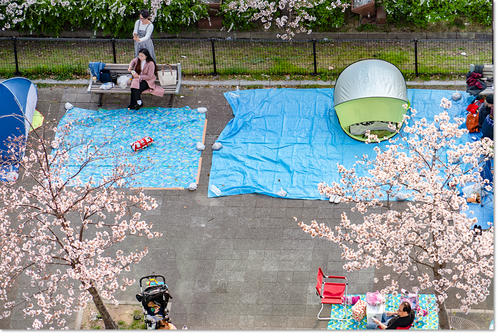 hanami23.jpg