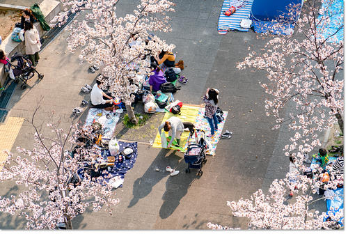 hanami24.jpg