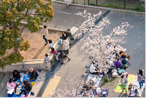 hanami25.jpg