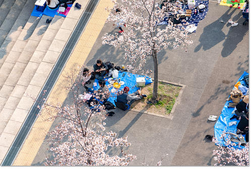 hanami27.jpg