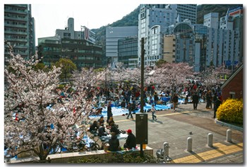 20120408hanami02.jpg