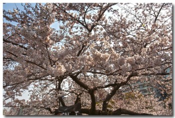 20120408hanami03.jpg