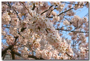 20120408hanami12.jpg