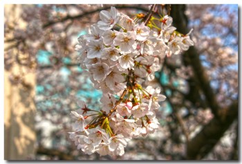 20120408hanami13.jpg