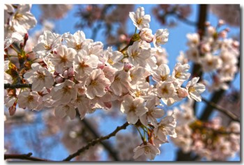 20120408hanami15.jpg