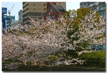 20120408hanami17.jpg