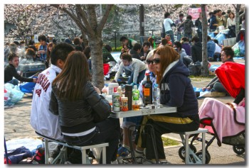 20120408hanami24.jpg