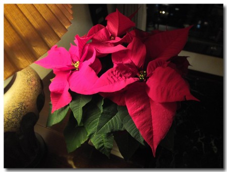 20121206flower3.jpg