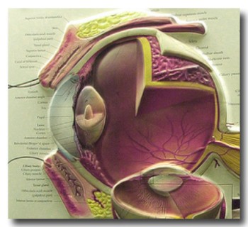 EyeAnatomy2.jpg