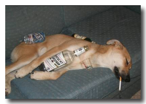 0616alcholdrunkdog.jpg