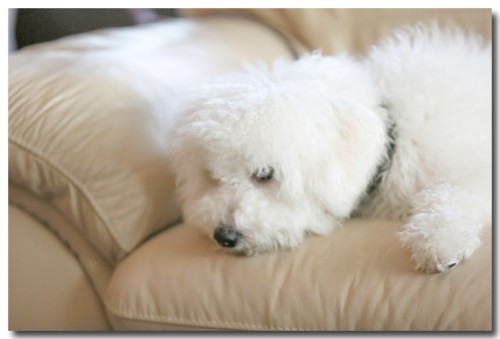 20140101shiro03.jpg