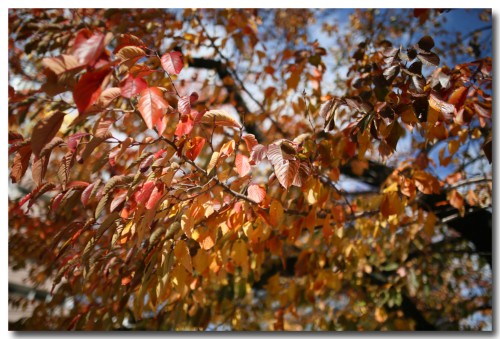 autumnleaves01.jpg