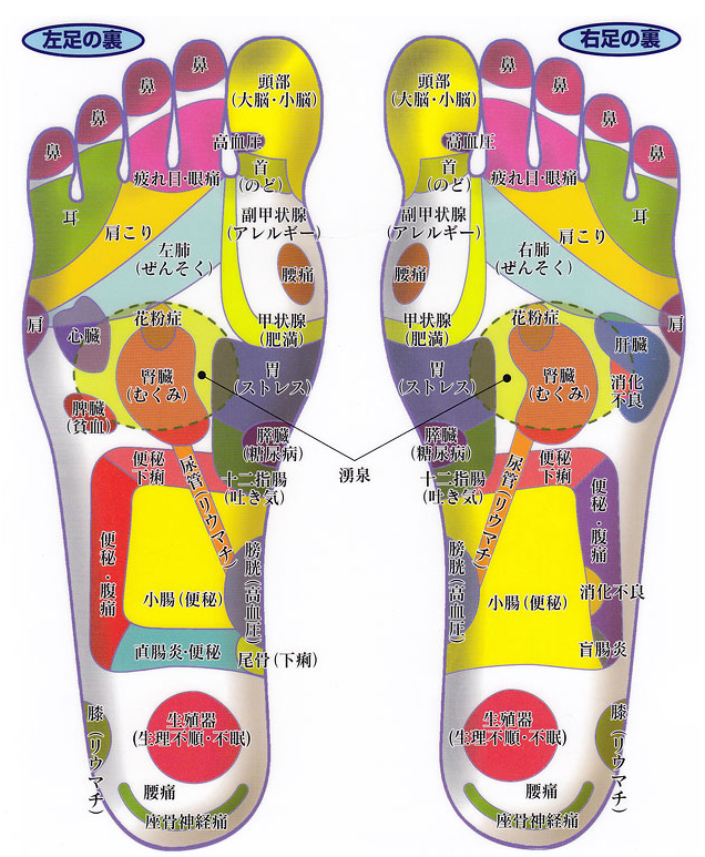 足の裏 名称